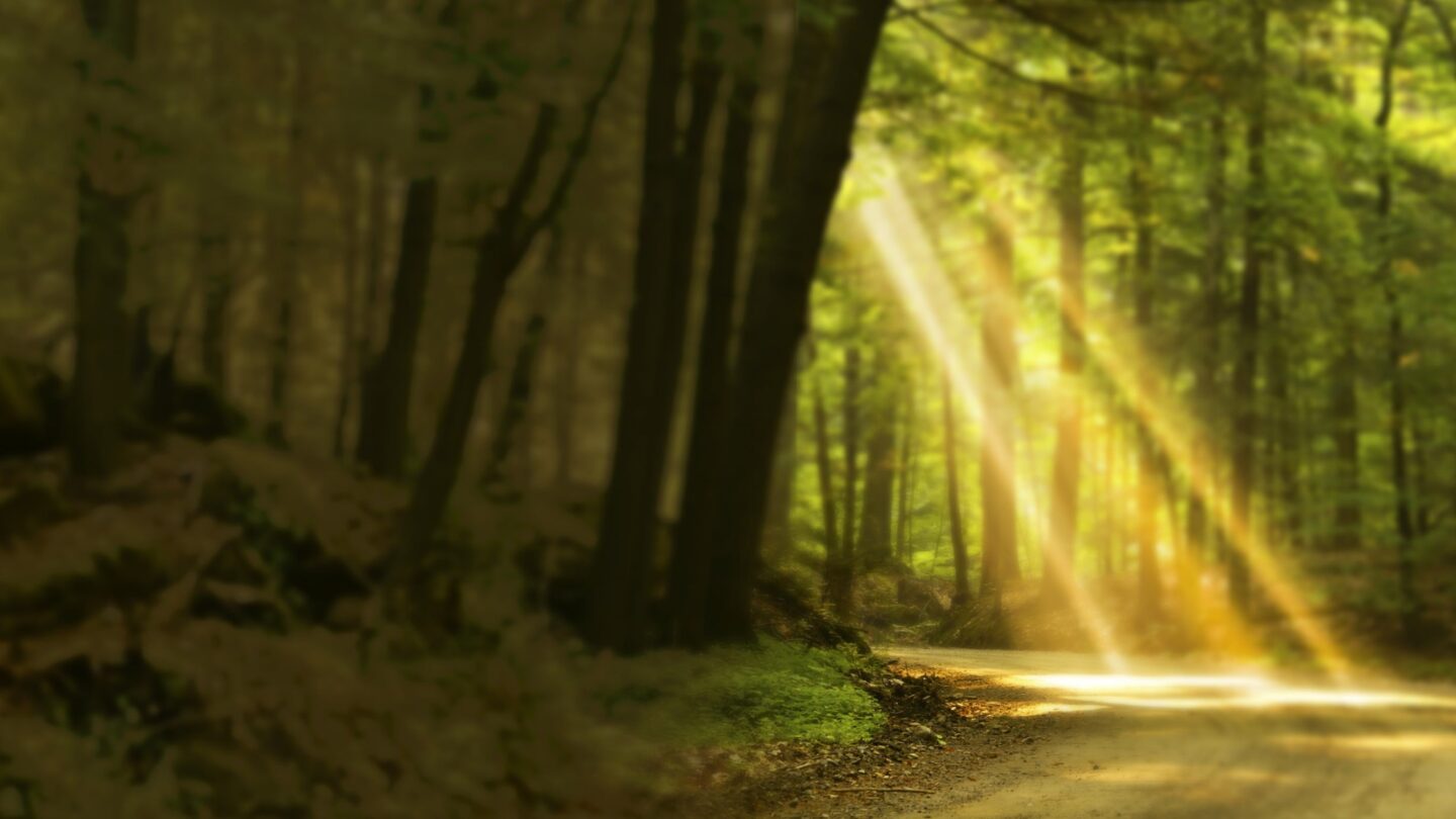 Light shines on path